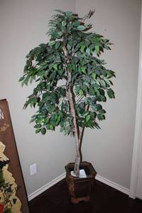 lot 55 image: Potted Artificial Ficus tree, 6 ft. tall