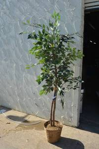 lot 163 image: 6 Ft. Tall Ficus Artificial Tree