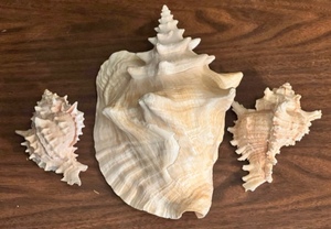 lot 194 image: 3 CONCHO STYLE SEASHELLS 10 and 5