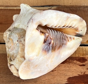 lot 148 image: Huge MALE Cassis Cornuta Seashell from Phuket, Thailand -&nbsp7 12x7x6&nbsp