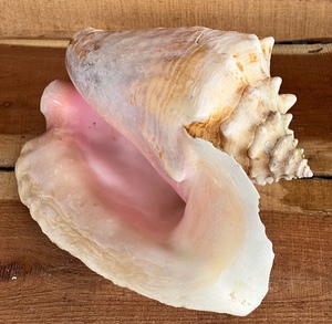 lot 149 image: HUGE Natural Ocean Conch Seashell- 11 inches Long and 8 inches Wide