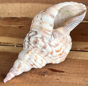 lot 150 image: Large 10in. Triton Trumpet Conch from Caribbean Island of St.Marten