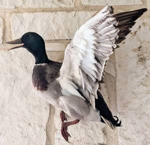 lot 118 image: Taxidermy Duck