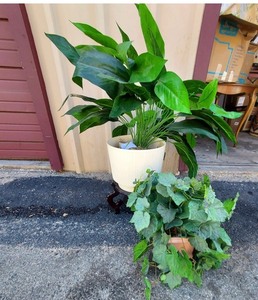 lot 174 image: 3 Faux plants