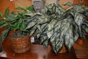 lot 20 image: 2 Artificial Greenery Arrangements with Basket Planters