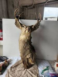 lot 259 image: Taxidermy - Deer head - damage on nose