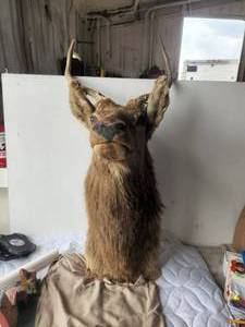 lot 295 image: Taxidermy - Moose head