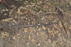 lot 265 image: Iron Breaker Bar and Antique Sickle