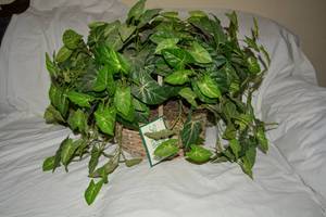 lot 18 image: Better Homes Jumbo Greenery Arrangement