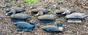 lot 38 image: Six Assorted Flambeau Duck Decoys W Two Additional Unbranded Decoys