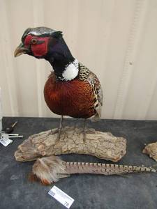 lot 78 image: Pheasant 12 x 30  tail available but fell off