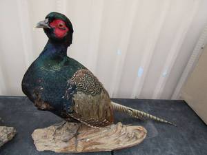 lot 79 image: WESTERN CAPERCAILLIE 15 x 22 from head to tail on wooden stand