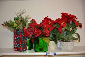 lot 83 image: Poinsettia Flower Arrangements and Greenery Bag Arrangement