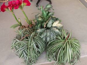 lot 96 image: Assorted Artificial Plants and Greenery