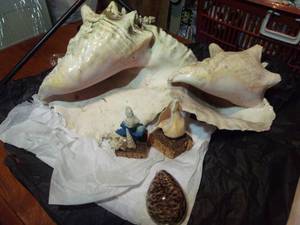lot 224 image: Variety of Sea Shells, Large and Small