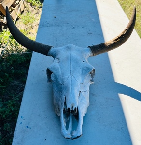 lot 56 image: Bull Skull WHorns - Decor, or Barn or Yard Art