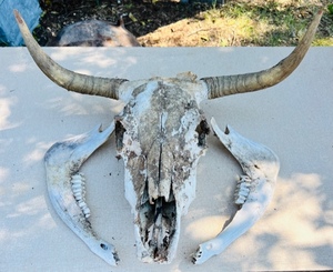 lot 169 image: Bull Skull WHorns &amp Two Jawbones - Decor, or Barn or Yard Art