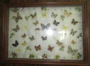 lot 24 image: butterfly shadow box 26 14 36