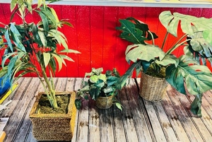 lot 62 image: Three Faux Potted Plants