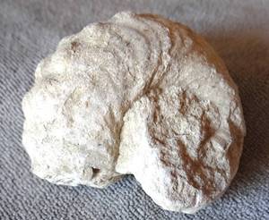 lot 2 image: FOSSILIZED TEXAS AMMONITE - NICE DEIFINITION - WEIGHS 96.6 grams