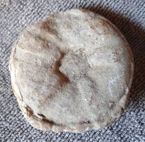 lot 66 image: RARE FOSSILIZED URCHIN FOUND IN NORTH TEXAS - 21.5 grams EXCELLENT SPECIMEN