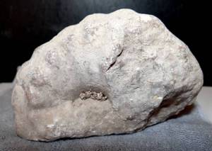 lot 68 image: TEXAS AMMONITE - DUG UP IN NORTH TEXAS - OVER 300 grams
