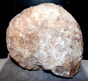 lot 67 image: LARGE TEXAS AMMONITE $$$