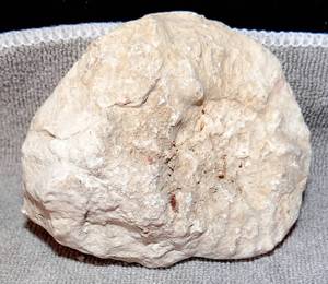 lot 69 image: TEXAS AMMONITE - 128.7 grams