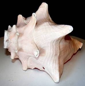 lot 70 image: PRETTY CONCH SHELL