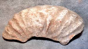 lot 71 image: NICE DETAILED TEXAS AMMONITE - 183.8 GRAMS