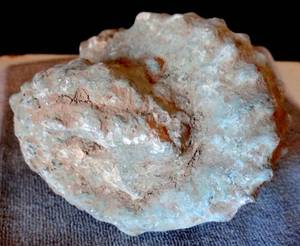 lot 72 image: LARGE TEXAS AMMONITE WITH NICE DETAILS - HEAVY