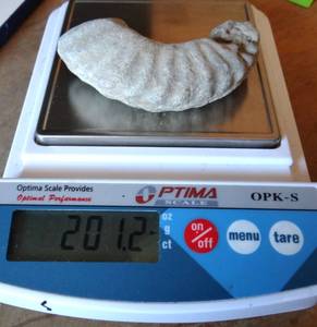 lot 74 image: bEAUTIFUL DETAILED TEXAS AMMONITE - 201.2 grams