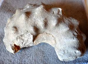 lot 77 image: EXCELLENT SPECIMEN - TEXAS AMMONITE - HEAVY