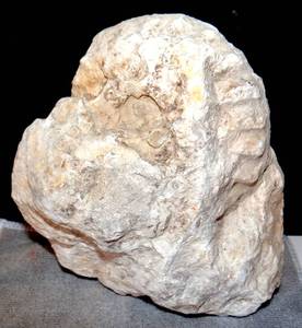 lot 78 image: LARGER TEXAS AMMONITE - OVER 400 GRAMS