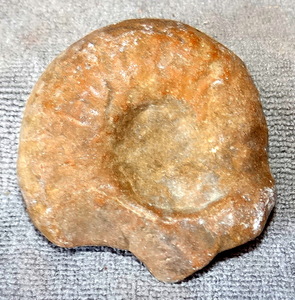 lot 79 image: BRILLIANT SPECIMEN - TEXAS AMMONITE - 43.9 GRAMS $$$
