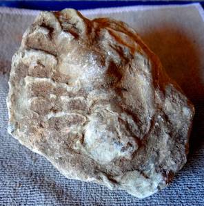 lot 82 image: AMAZING FOSSIL - ALMOST LOOKS LIKE A SPIDER - SEE PIC 1 - 186.4 grams