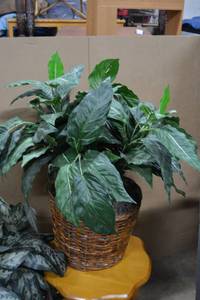 lot 26 image: Artificial Plant Arrangement 3Ft. Tall