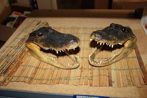 lot 146 image: Two Alligator Heads - 8 each Plus Bamboo Mat