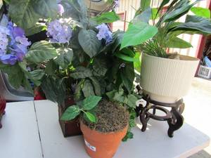 lot 156 image: decretive plants and planter pots for indooroutdoor use