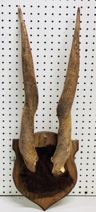 lot 7 image: Vintage Mounted African Antelope Horns