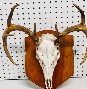 lot 2 image: Mounted 10 Point Buck Skull &amp Antlers