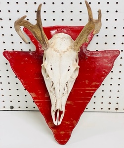 lot 127 image: Mounted 6-Point Buck Skull