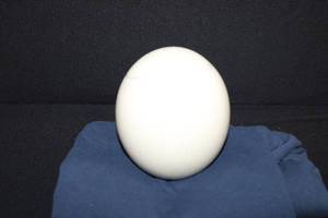lot 266 image: Hollow Ostrich Egg