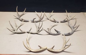 lot 271 image: 5 Pairs of Antler Sheds