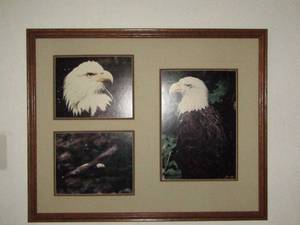lot 88 image: Bald Eagle Pictures