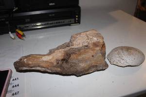 lot 440 image: Petrified Wood and Sea Shell