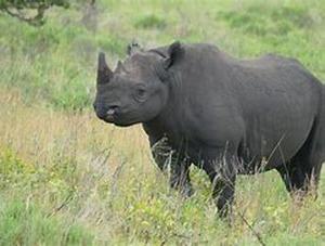 lot 442 image: Rhino Lot  1-50