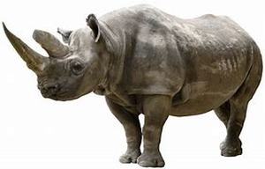 lot 448 image: Rhino Lot 301-350