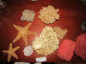 lot 29 image: Star fish, coral, various other pieces
