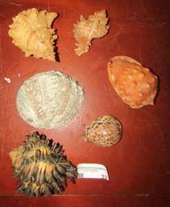 lot 32 image: Lot of sea shells from all over in good condition